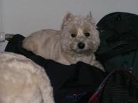 Klik op de foto voor groter formaat